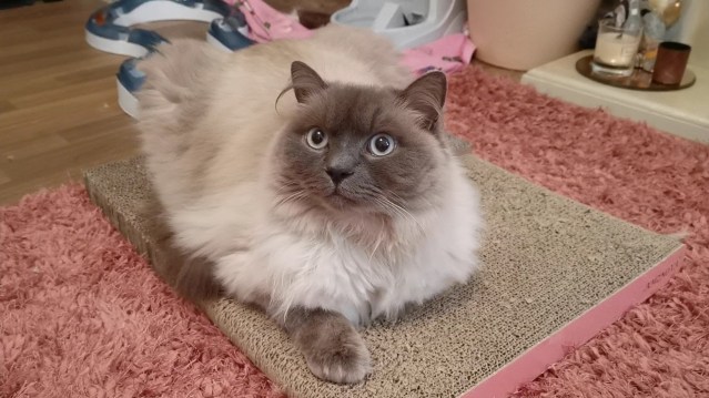 Screenshot_20190305_152033_com.huawei.himovie.overseas